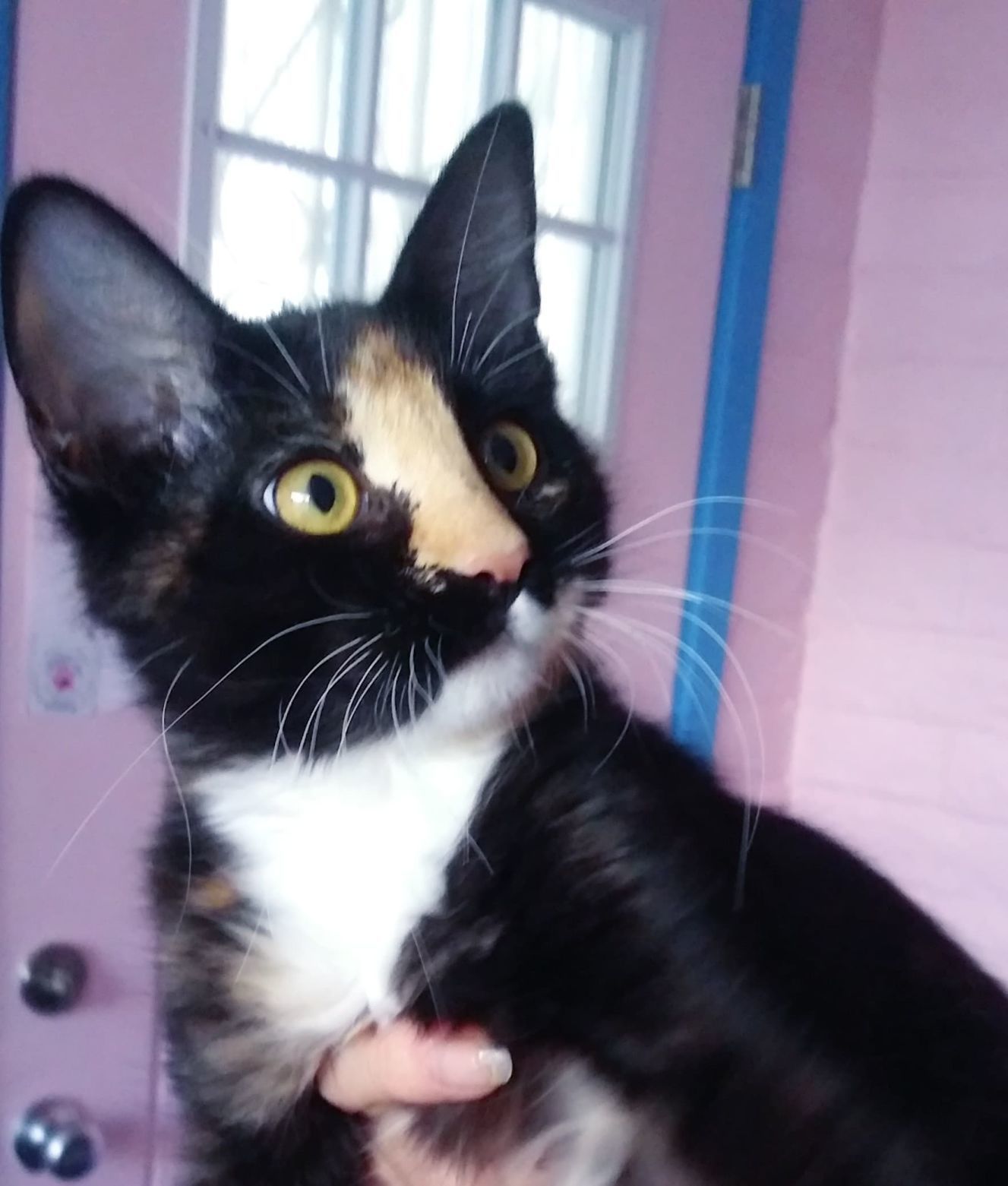 Adopt a Friend: Adele
